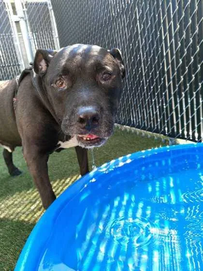 An adult extra large-sized male Mixed Breed dog named Sugar Bear for adoption in Lafayette, IN