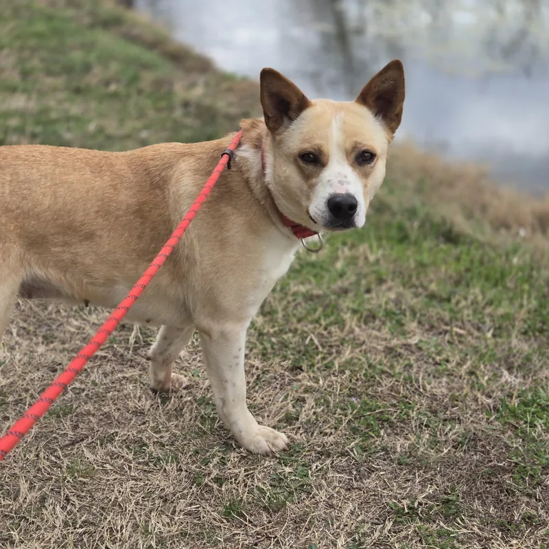 A young medium-sized female Golden Cattle Dog dog named Loretta for adoption in Mansfield, TX