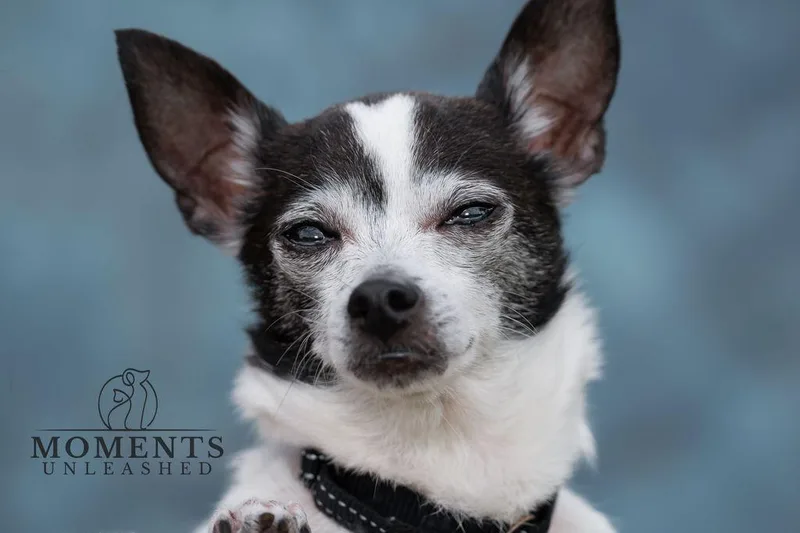 A senior small-sized female White / Cream Chihuahua dog named Tomato for adoption in Myakka City, FL