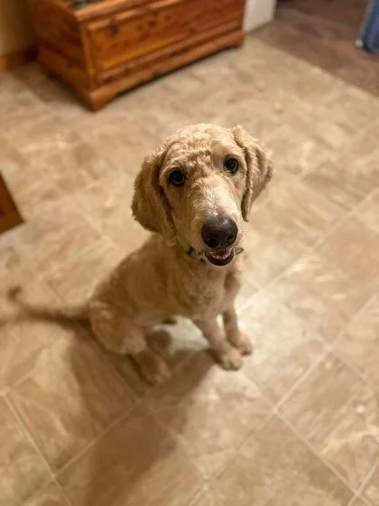 An adult large-sized male Golden Retriever dog named Boots for adoption in Morton Grove, IL