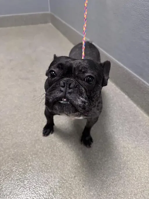An adult small-sized female French Bulldog dog named Delila for adoption in Las Vegas, NV
