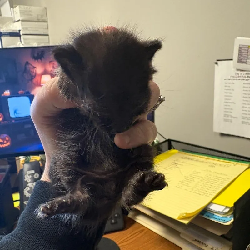 A baby small-sized male Black American Shorthair cat named Conan for adoption in Lufkin, TX