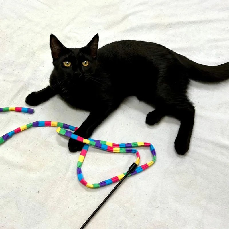 A young medium-sized female Black Domestic Short Hair cat named Pantera for adoption in Arlington, VA
