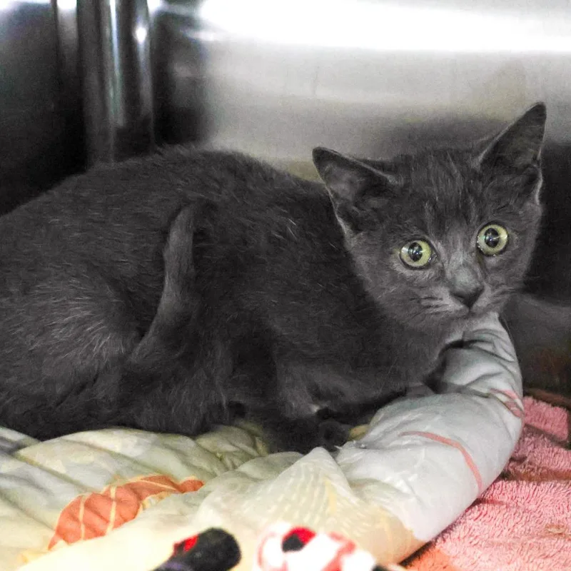 An adult medium-sized male Gray / Blue / Silver Domestic Short Hair cat named Mork for adoption in Wilmington, DE