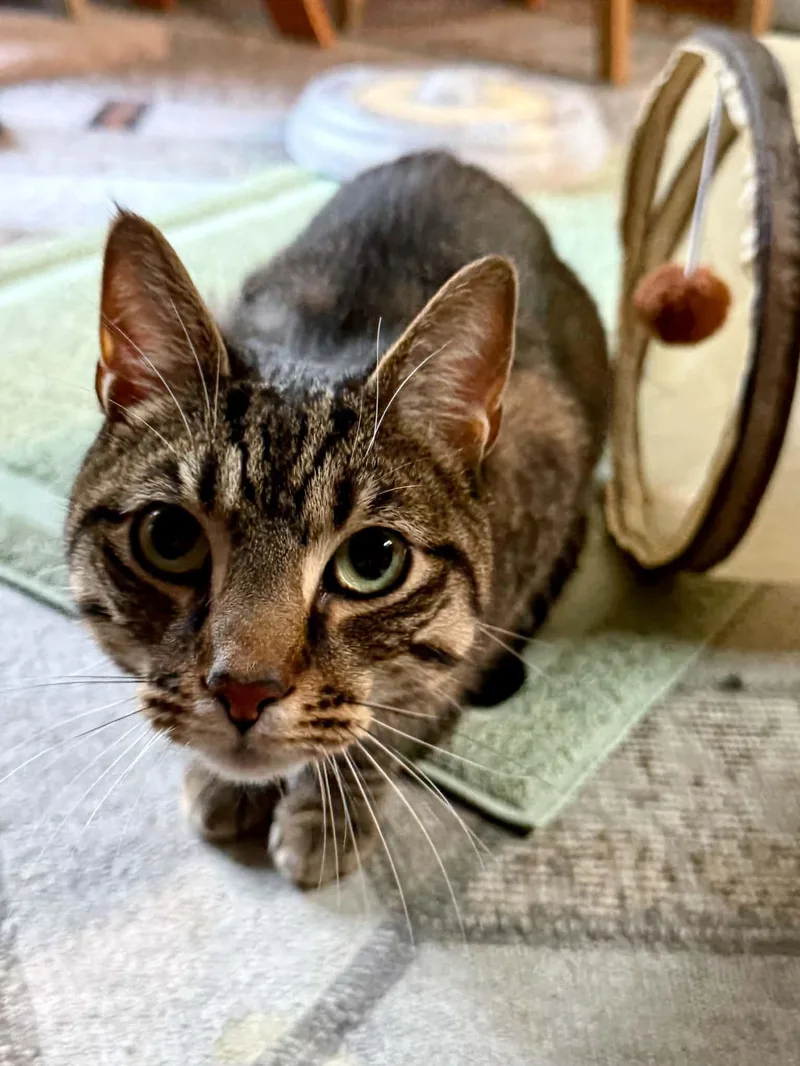 An adult medium-sized male Domestic Short Hair cat named Skizzle Ishi for adoption in Trenton, NJ