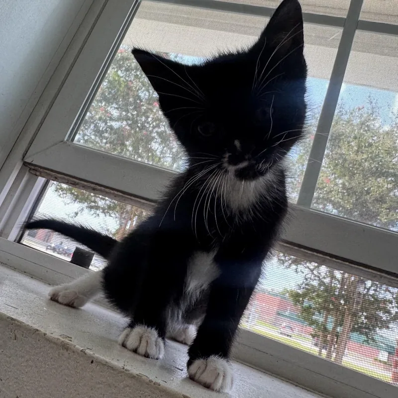 A baby small-sized male Black Domestic Short Hair cat named Vader for adoption in Dillon, SC