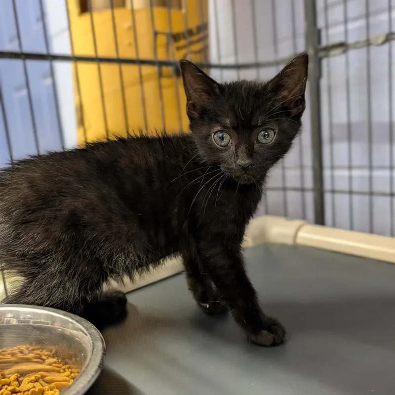 A baby medium-sized male Black Domestic Short Hair cat named Mickey for adoption in Cape Girardeau, MO