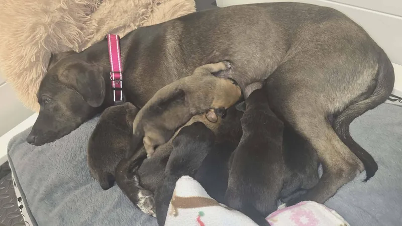 Gaia  Beautiful Momma thumbnail 2