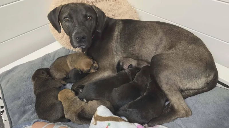 Gaia  Beautiful Momma thumbnail 4