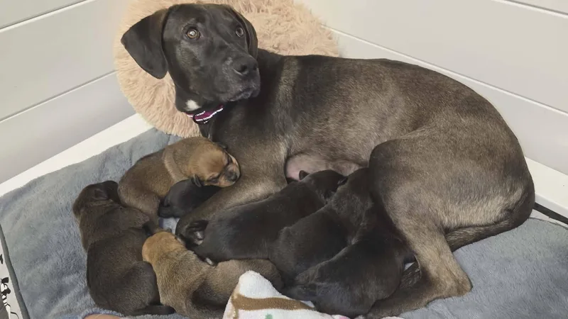 Gaia  Beautiful Momma thumbnail 5