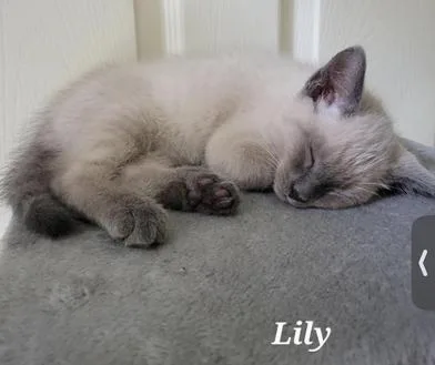 Lily thumbnail 3