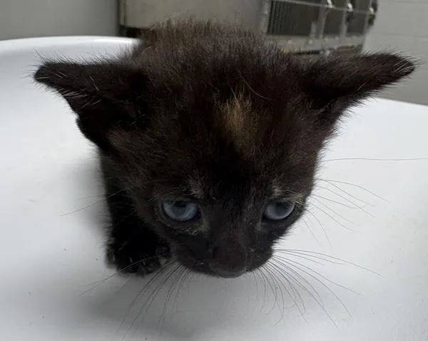 A baby small-sized female Domestic Short Hair cat named Pen Reba for adoption in Lawrenceville, GA