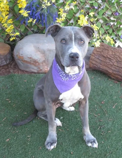 An adult medium-sized female Pit Bull Terrier dog named Bean for adoption in Oklahoma City, OK