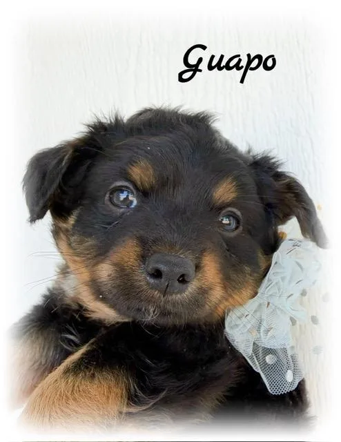 Guapo thumbnail 2