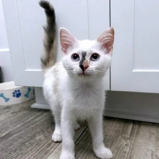 A baby small-sized female White Domestic Short Hair cat named Snow C for adoption in Princeton, MN