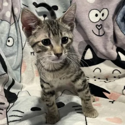 A baby small-sized male Tabby (Buff / Tan / Fawn) Domestic Short Hair cat named Tychus for adoption in Bentonville, AR