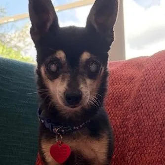 A senior small-sized male Black Chihuahua dog named Hodr for adoption in Boca Raton, FL