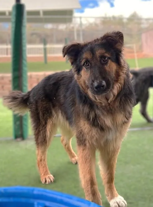 A young large-sized male German Shepherd Dog dog named Cal for adoption in Saint George, UT