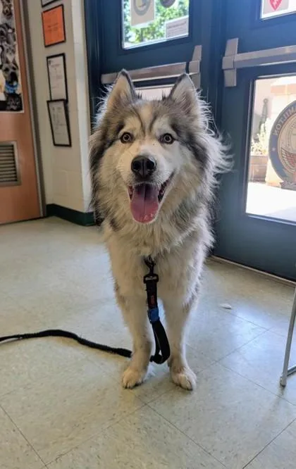 A young large-sized male Siberian Husky dog named Parker for adoption in Hamilton, NJ