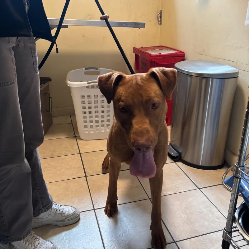 A young large-sized male Brown / Chocolate Pit Bull Terrier dog named Rex for adoption in Pasadena, CA