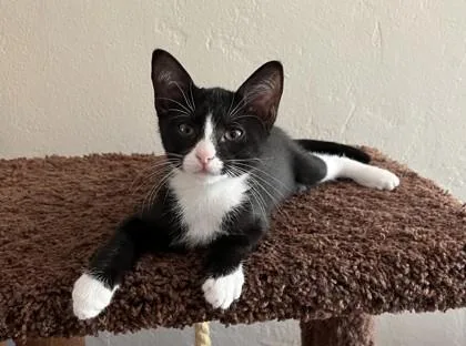 A young small-sized female Domestic Short Hair cat named Anaka for adoption in Phoenix, AZ