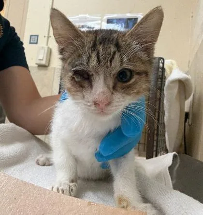 A baby small-sized male Domestic Short Hair cat named Roku for adoption in Honolulu, HI