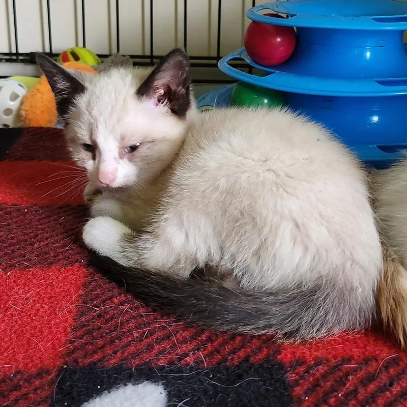 A baby medium-sized female Domestic Short Hair cat named Kayla for adoption in Brainardsville, NY