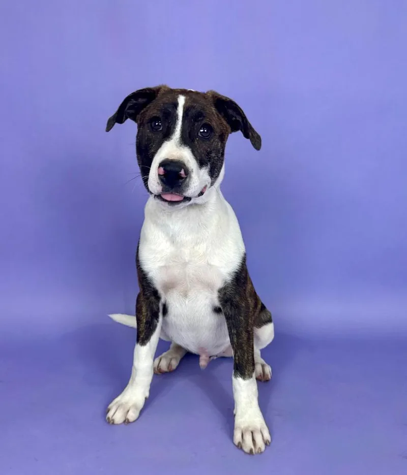 Salvador thumbnail 2