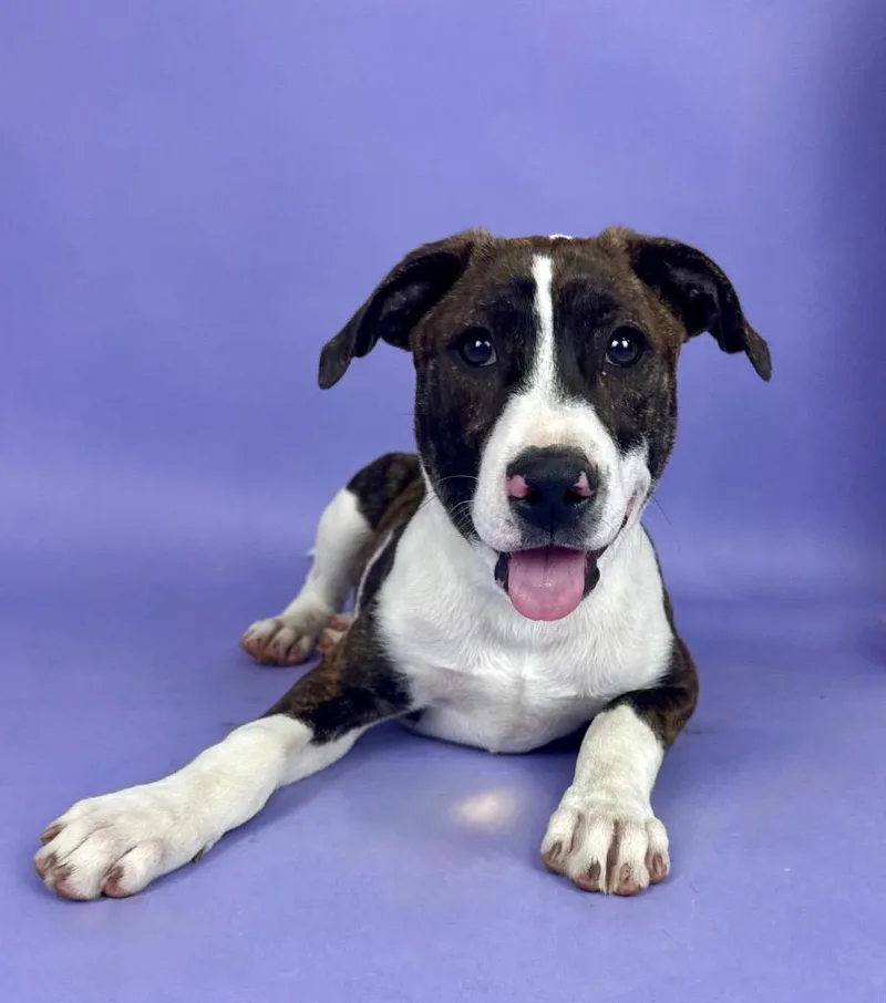 Salvador thumbnail 3