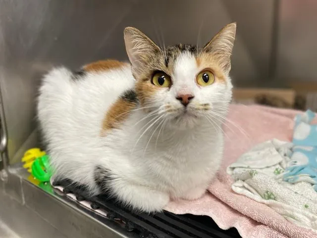 A young medium-sized female Domestic Short Hair cat named Ruth for adoption in Fort Wayne, IN