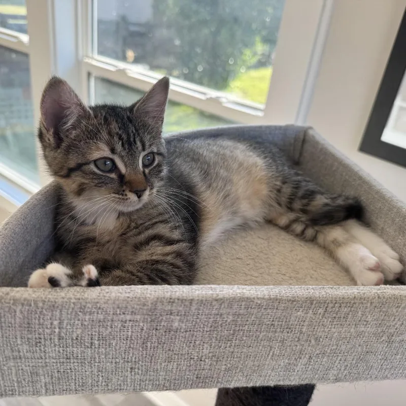 A baby small-sized female Brown / Chocolate Domestic Short Hair cat named Sweet Rachael Ann for adoption in Fredericksburg, VA
