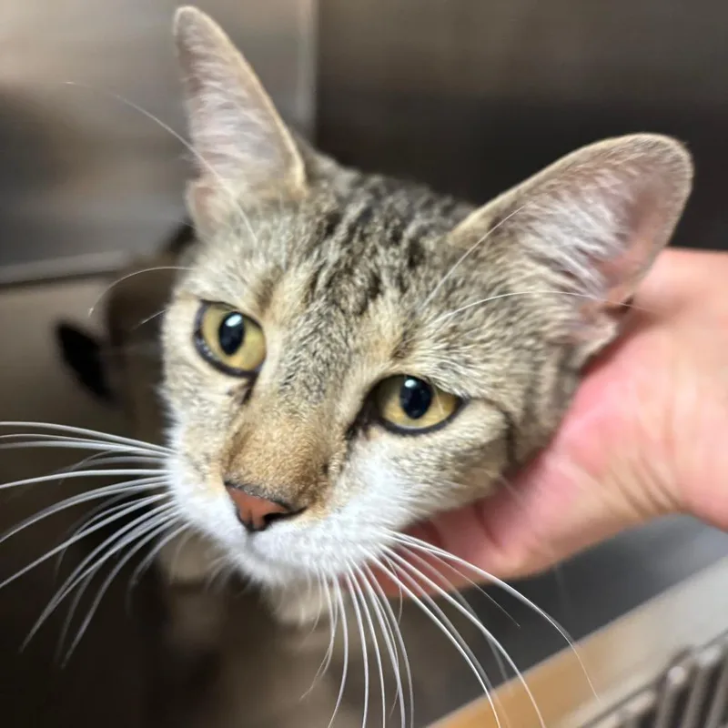 A young large-sized female Brown / Chocolate Domestic Short Hair cat named Callie for adoption in Ottawa, KS