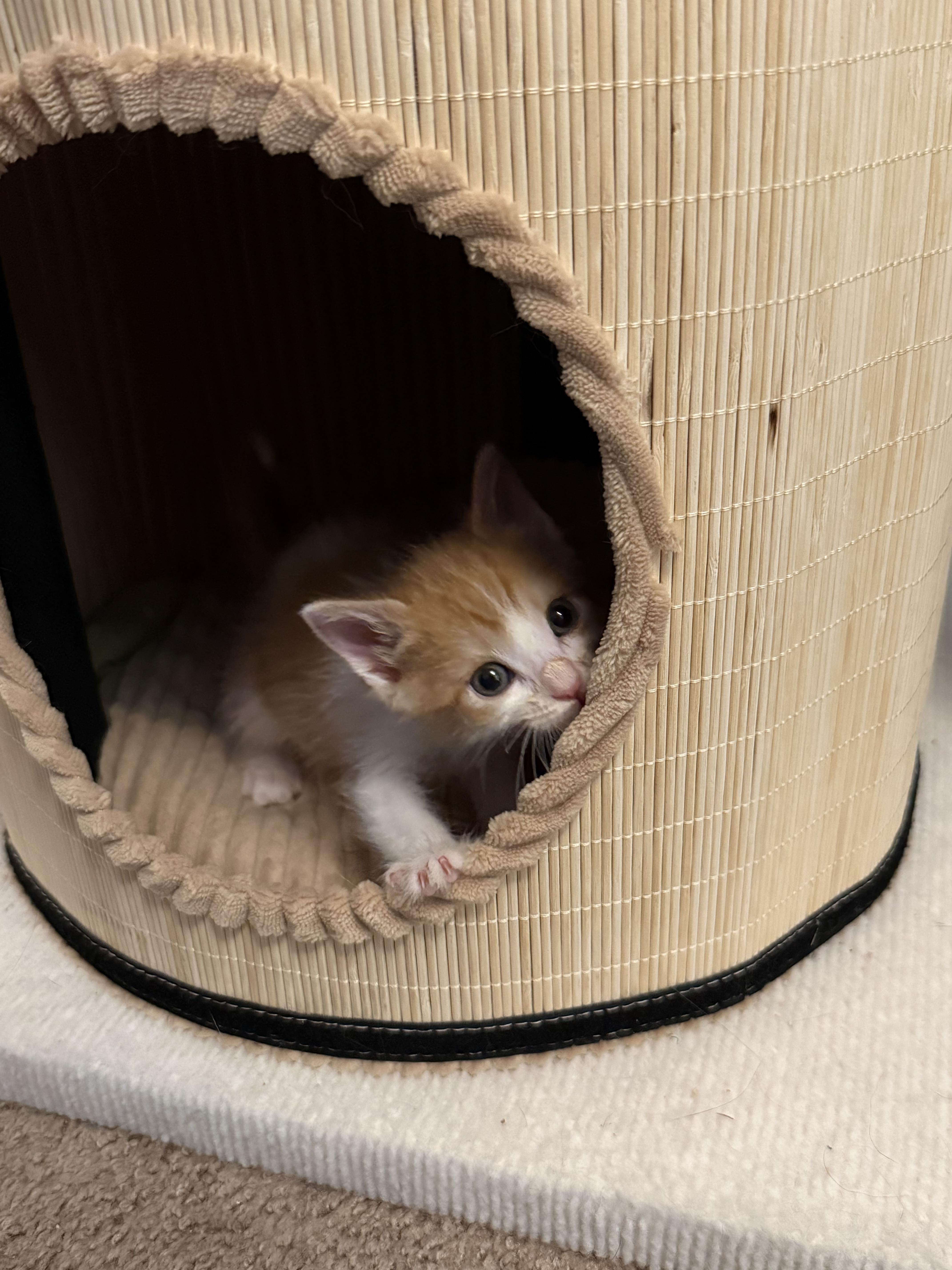 A baby medium-sized male Orange / Red Domestic Short Hair cat named Ronaldo for adoption in Fruit Heights, UT