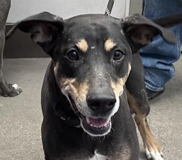 A young medium-sized female Catahoula Leopard Dog dog named Sage for adoption in Tucson, AZ