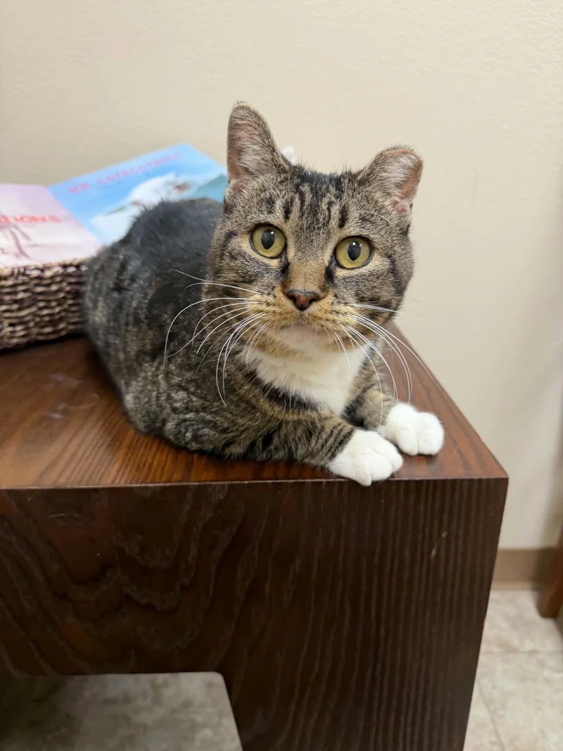 An adult medium-sized female Brown / Chocolate Toyger cat named Katrina MEET AT AVE for adoption in Waverly, IA