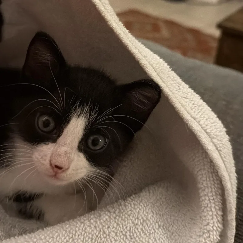 A baby small-sized male Black Domestic Short Hair cat named Betelgeuse for adoption in Houston, TX