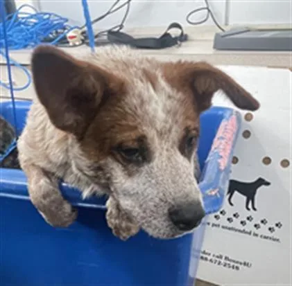 A baby medium-sized male Mixed Breed dog named Bobo for adoption in Dallas, TX
