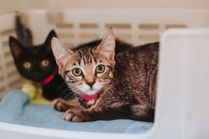 A young small-sized female Domestic Short Hair cat named a CiciPetSmart West Ashley for adoption in North Charleston, SC