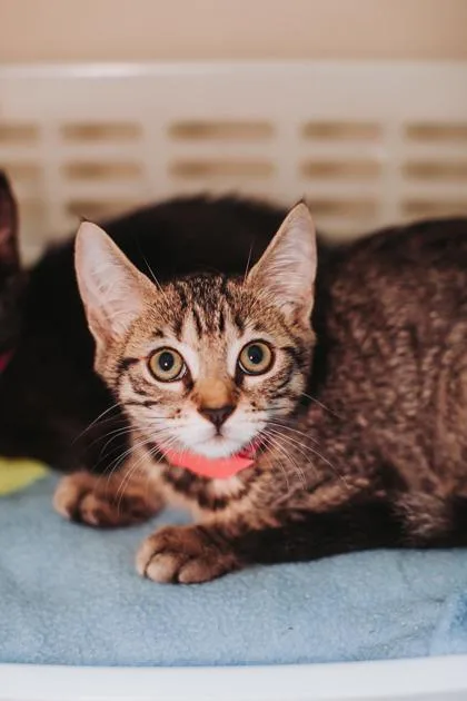 a CiciPetSmart West Ashley thumbnail 2