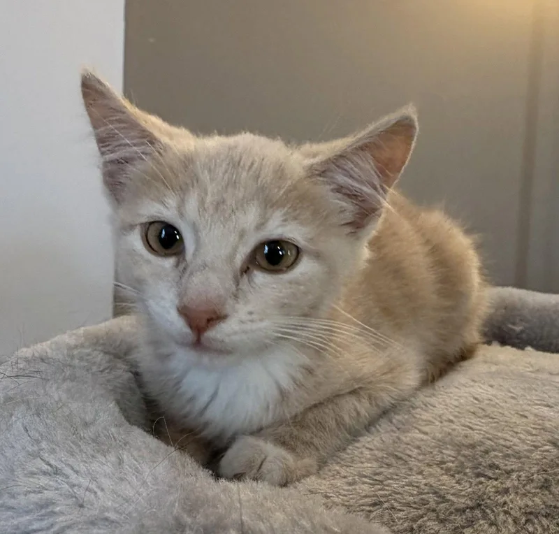 A young medium-sized female Domestic Short Hair cat named Butters for adoption in Elkins, WV