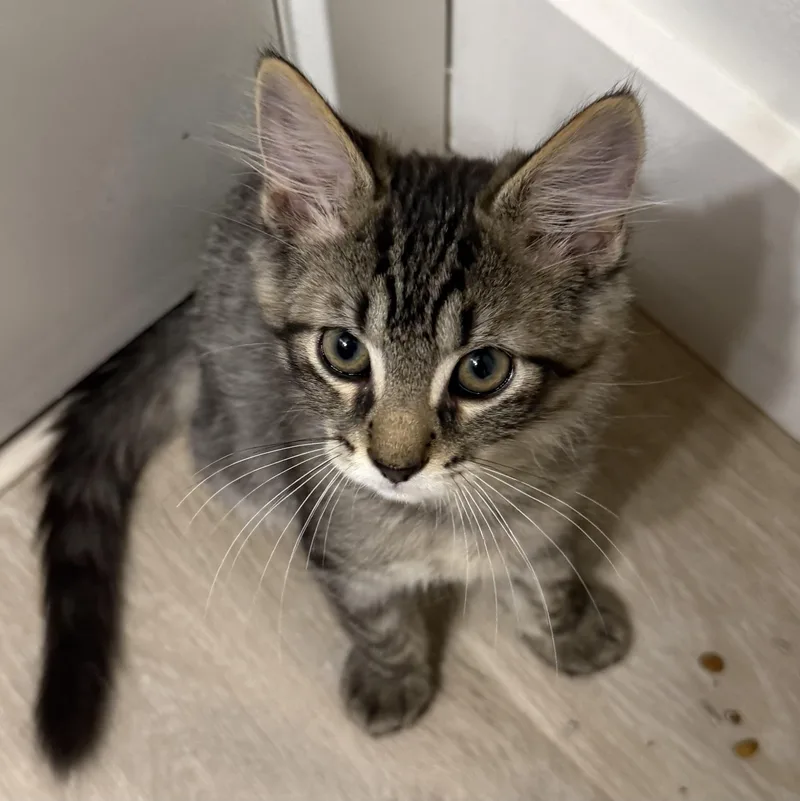 A baby medium-sized male Tabby (Brown / Chocolate) Domestic Medium Hair cat named Yesi for adoption in Renton , WA