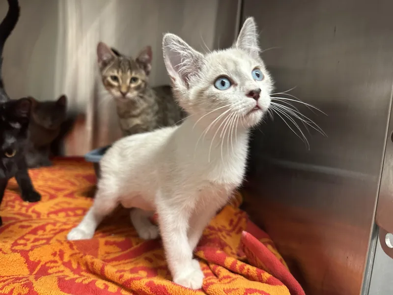 A baby small-sized female Domestic Short Hair cat named Marjory StewartBaxter for adoption in Grand Rapids, MI