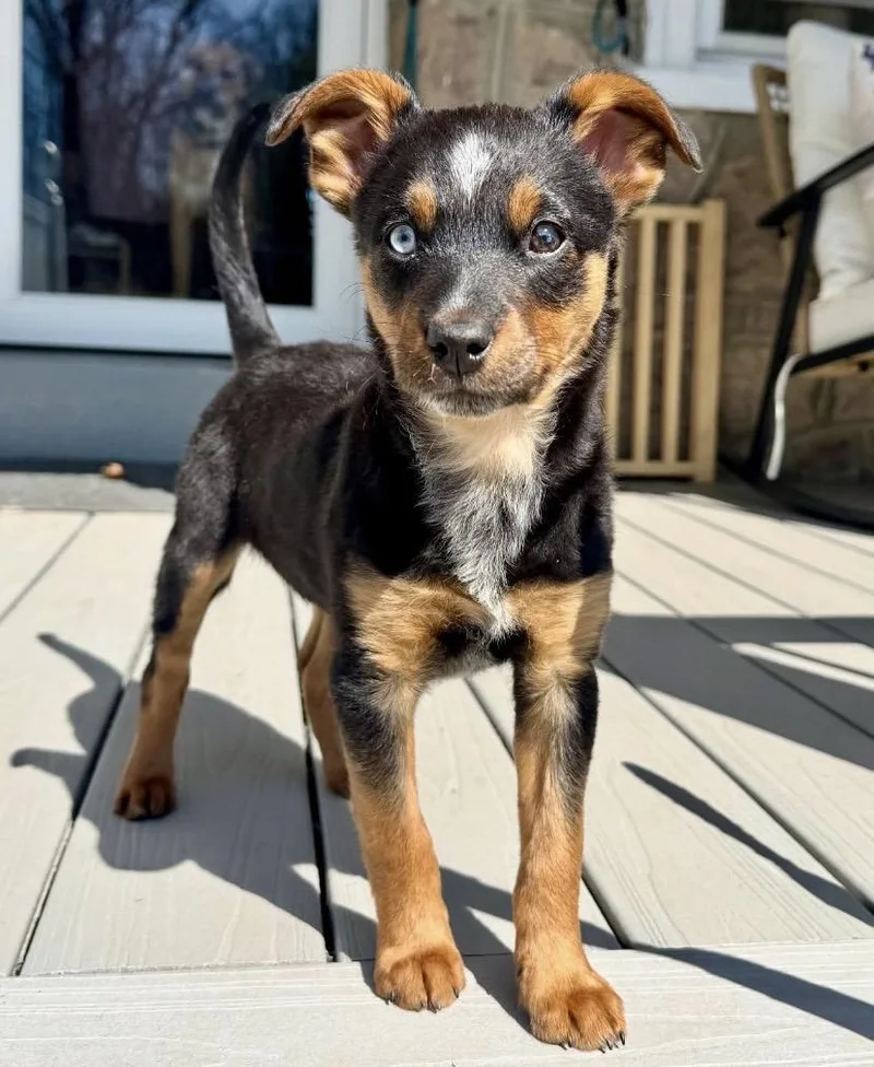 A baby medium-sized female Australian Cattle Dog / Blue Heeler dog named Lindy for adoption in Philadelphia, PA