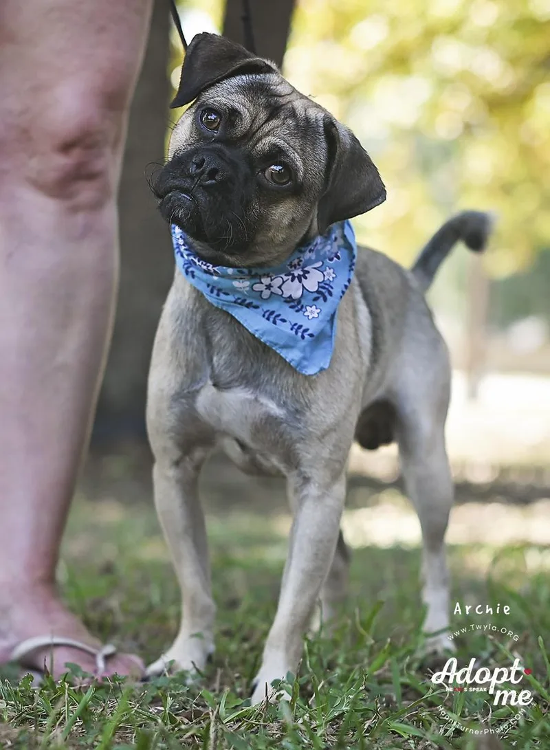 An adult small-sized male Black Pug dog named Archie for adoption in Kingwood, TX