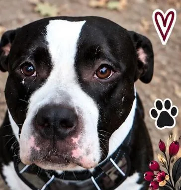 An adult large-sized male Harlequin Mastiff dog named Hank The Tank for adoption in Norfolk, VA