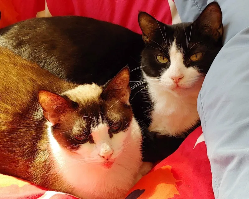 A senior large-sized male Black & White / Tuxedo Domestic Short Hair cat named Santiago for adoption in Raleigh, NC