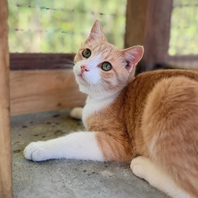 A young medium-sized male Orange / Red Domestic Short Hair cat named Churro for adoption in Birmingham, AL