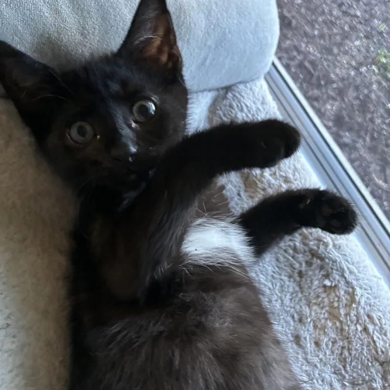 A baby small-sized male Black Domestic Short Hair cat named Sherlock for adoption in Germantown, MD