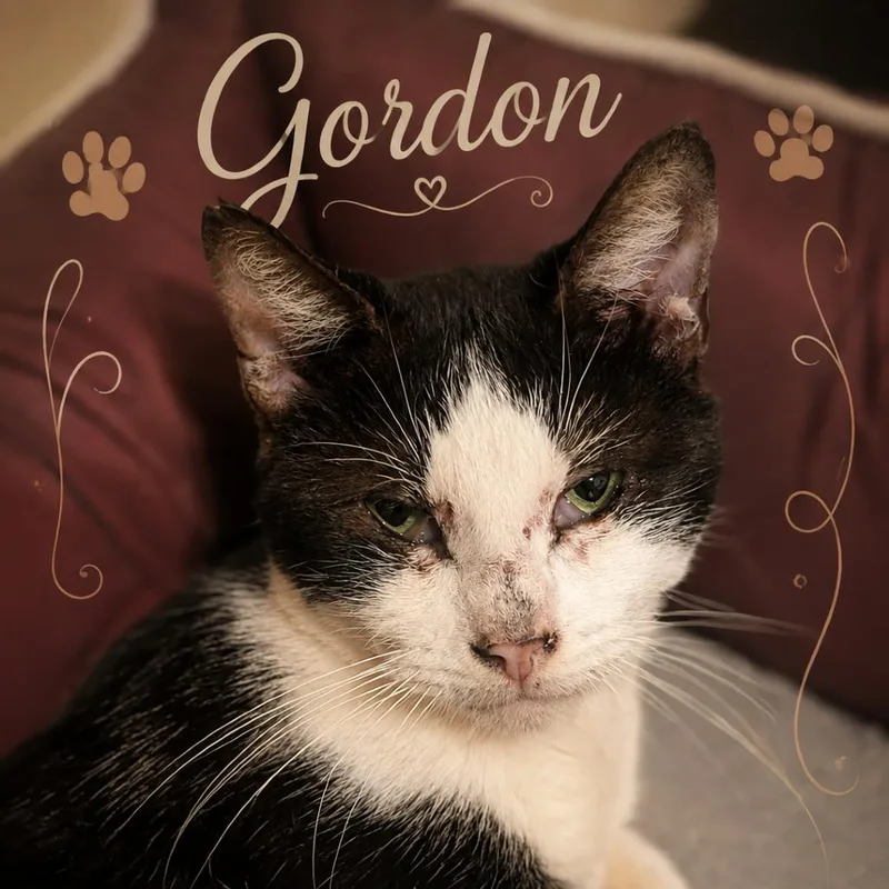 An adult medium-sized male Black Domestic Short Hair cat named Gordon for adoption in Brownsboro, AL