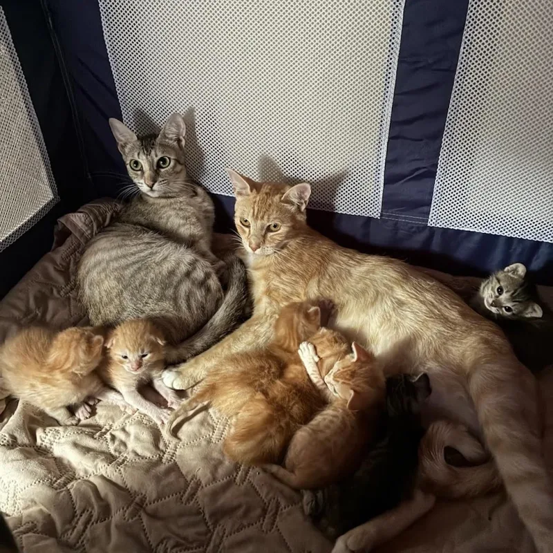 Rain & Sunshine Bonded thumbnail 2